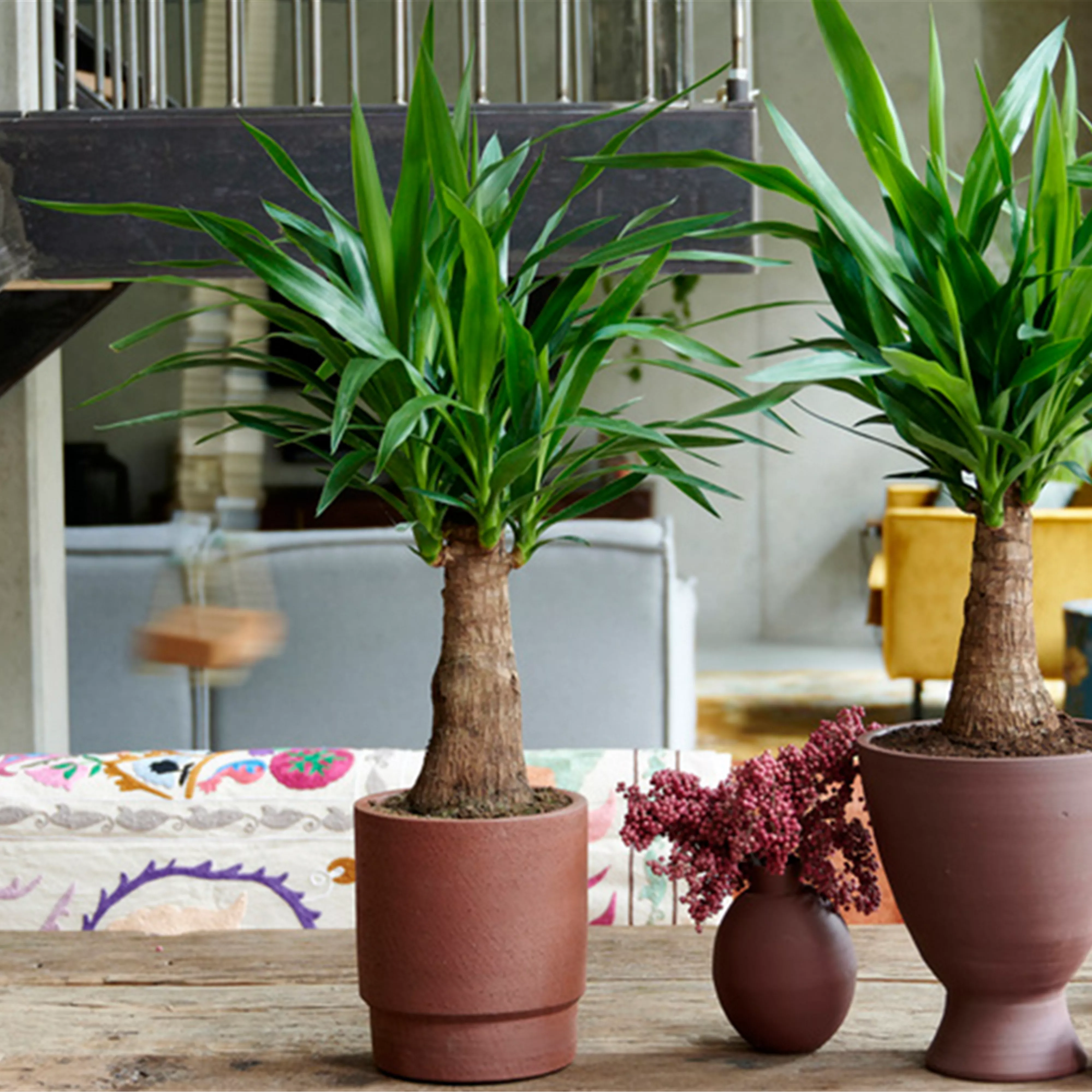 Pflanze des Monats Dezember 2026: Yucca