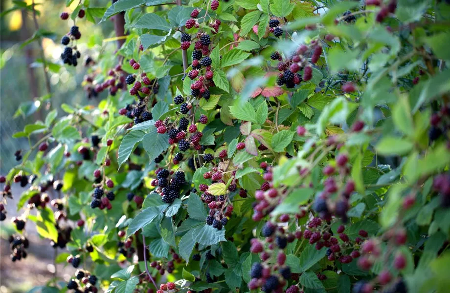 Brombeeren pflanzen
