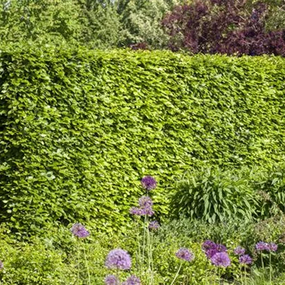 Hecken vor Streusalz schützen