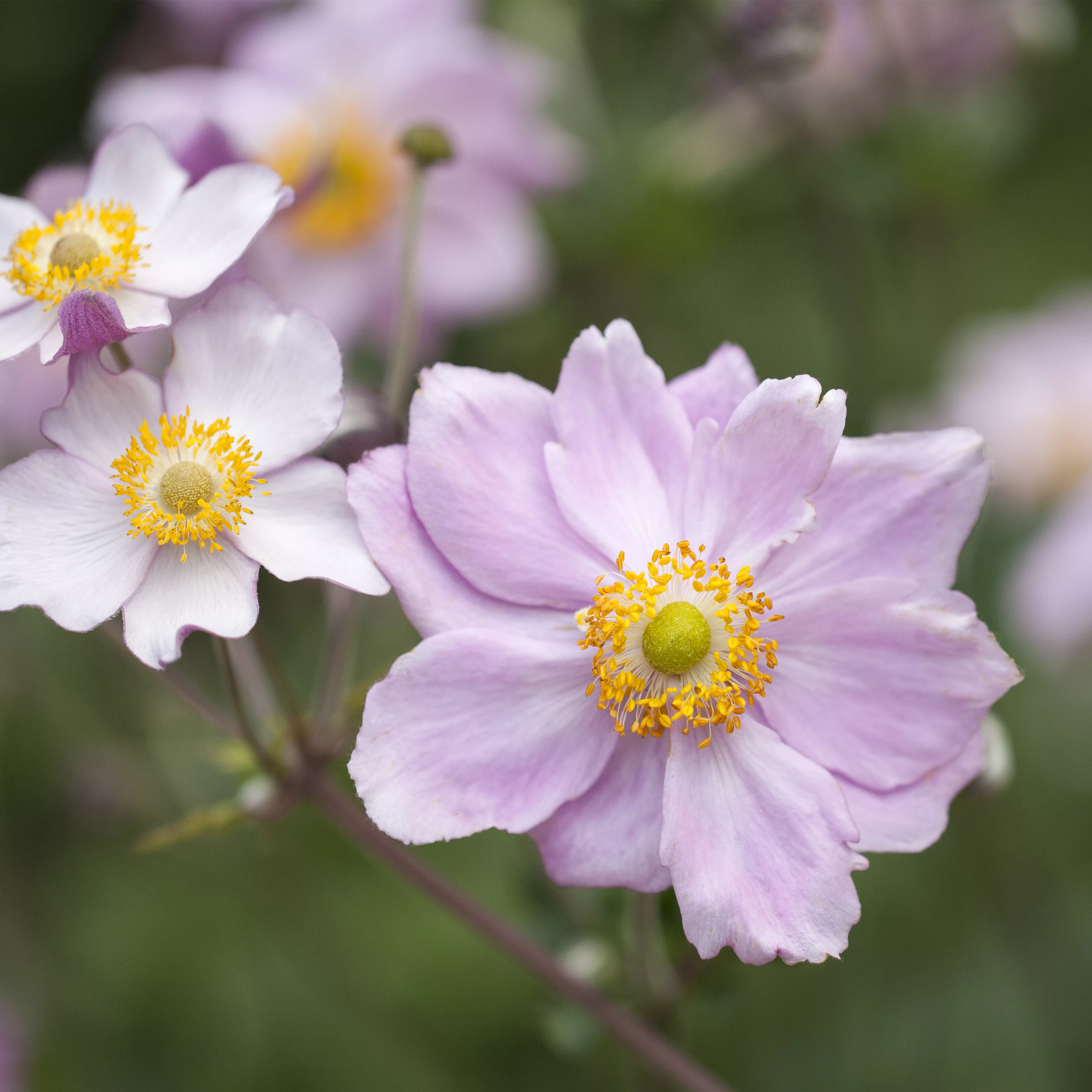 Anemone