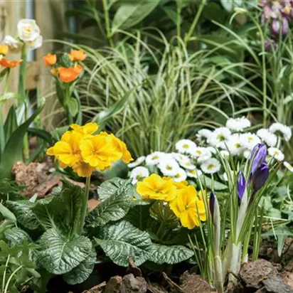 Frühlingsboten auf dem Balkon