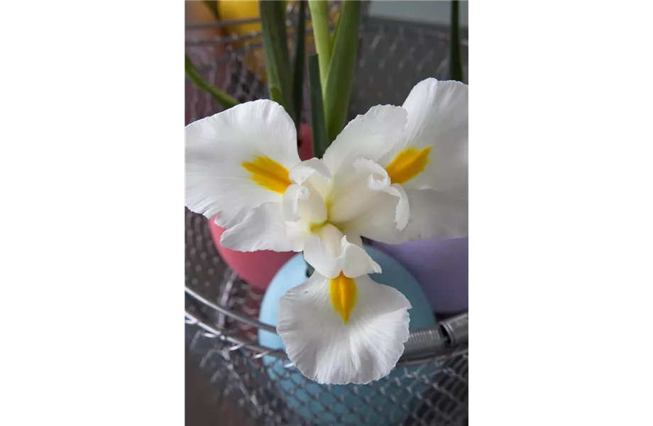 DIY-Tipp: Kleine Blüten, große Wirkung!