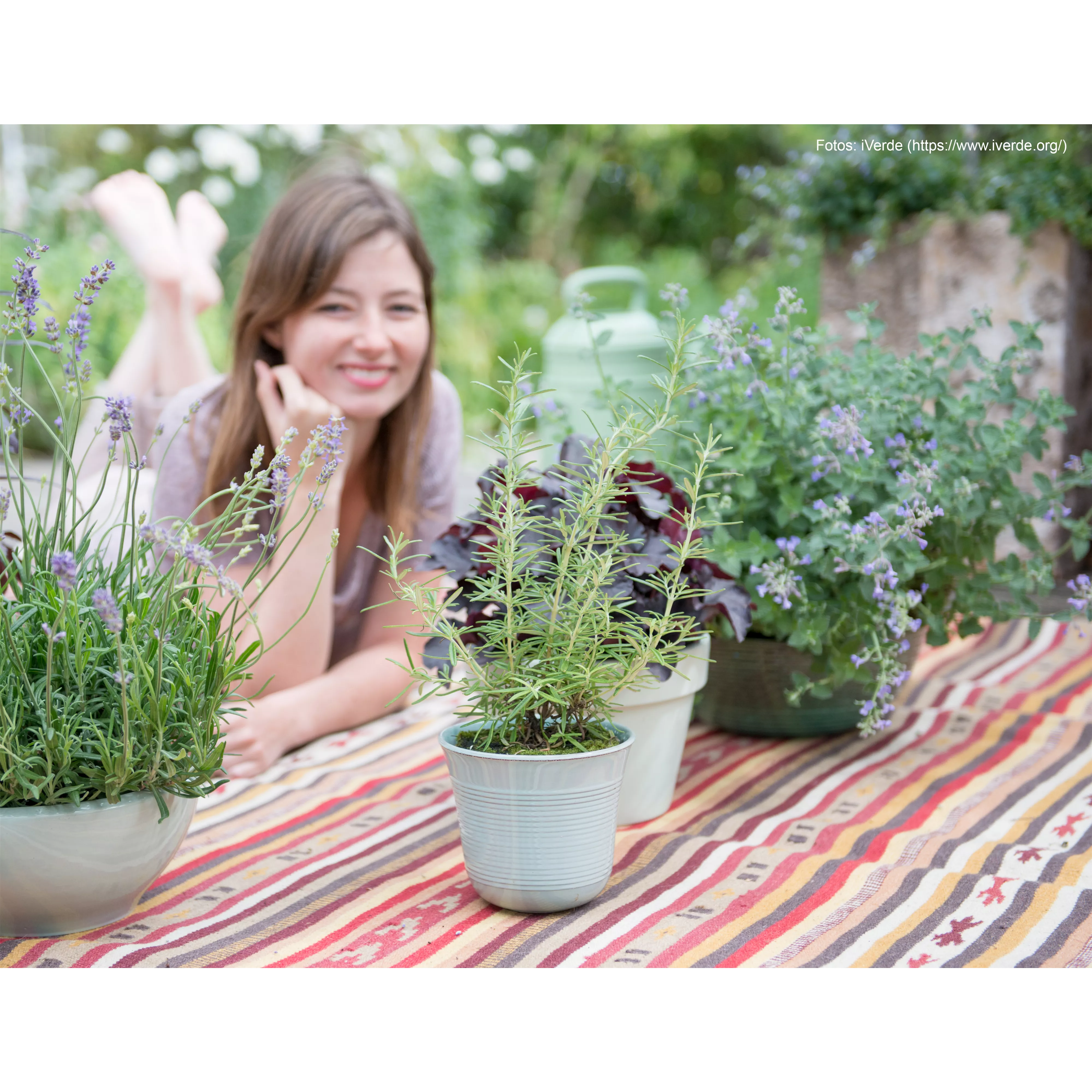 Duftpflanzen auf Balkon und Terrasse