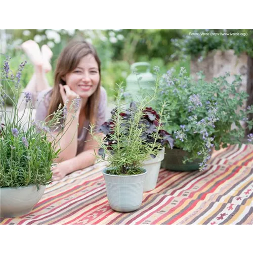 Duftpflanzen auf Balkon und Terrasse