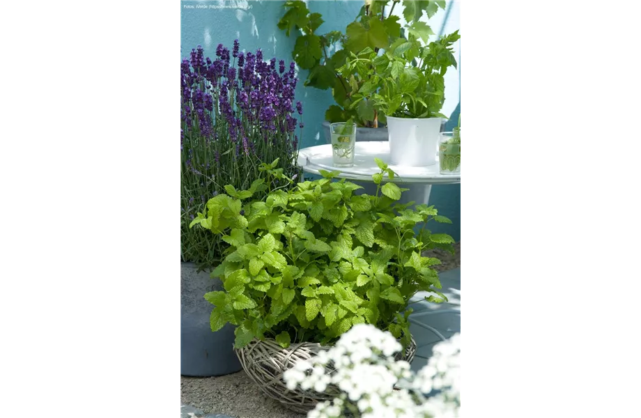Duftpflanzen auf Balkon und Terrasse