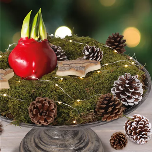 Dekorieren mit gewachster Amaryllis!