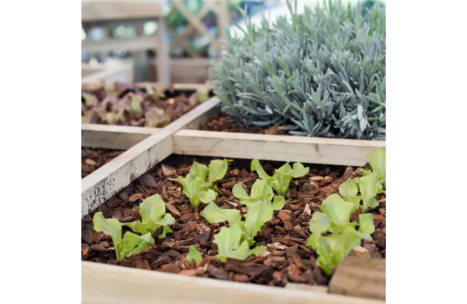 Erste Schritte in Richtung Gemüsegarten