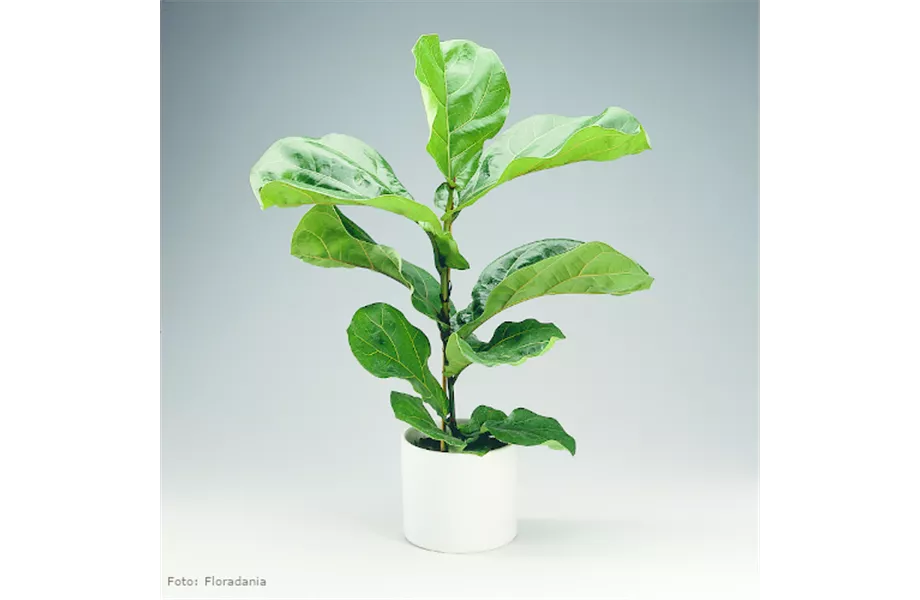 Groß - größer - Monstera