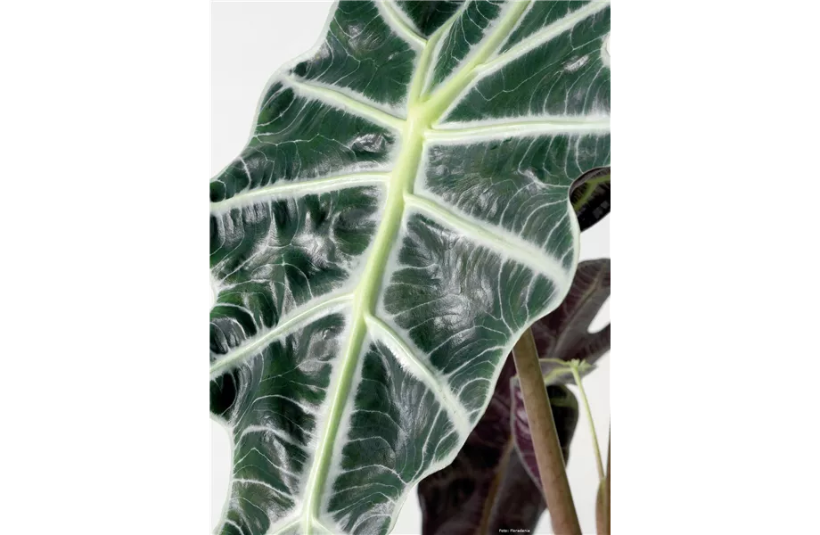 Groß - größer - Monstera