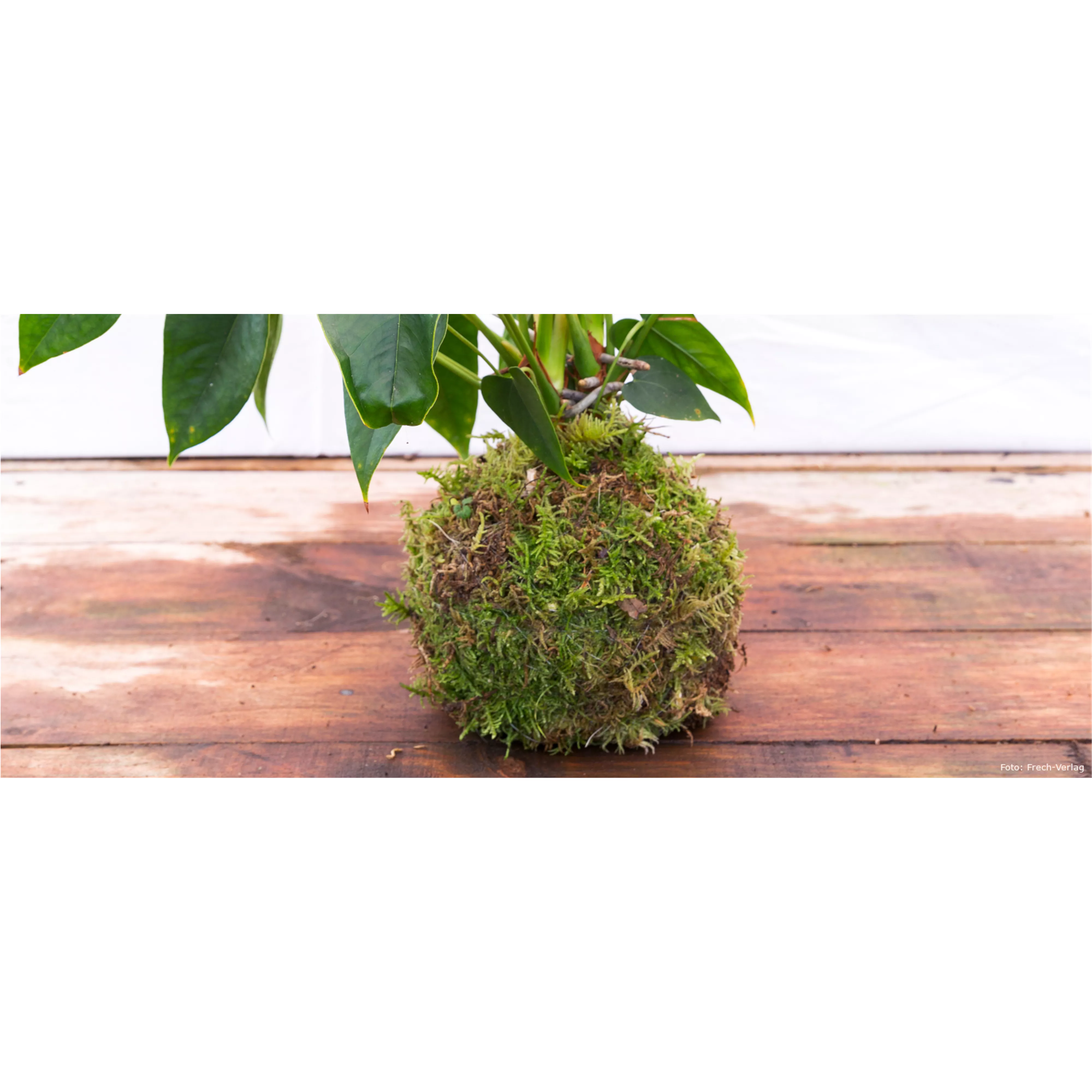 Kokedama
