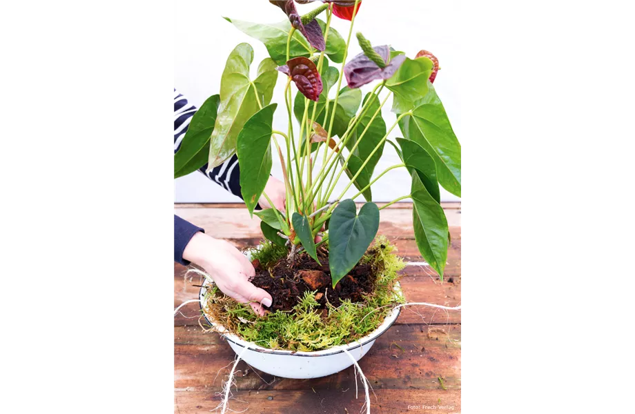 Kokedama
