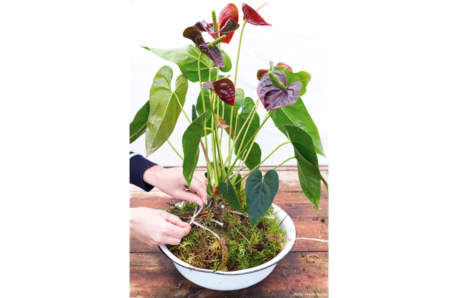 Kokedama