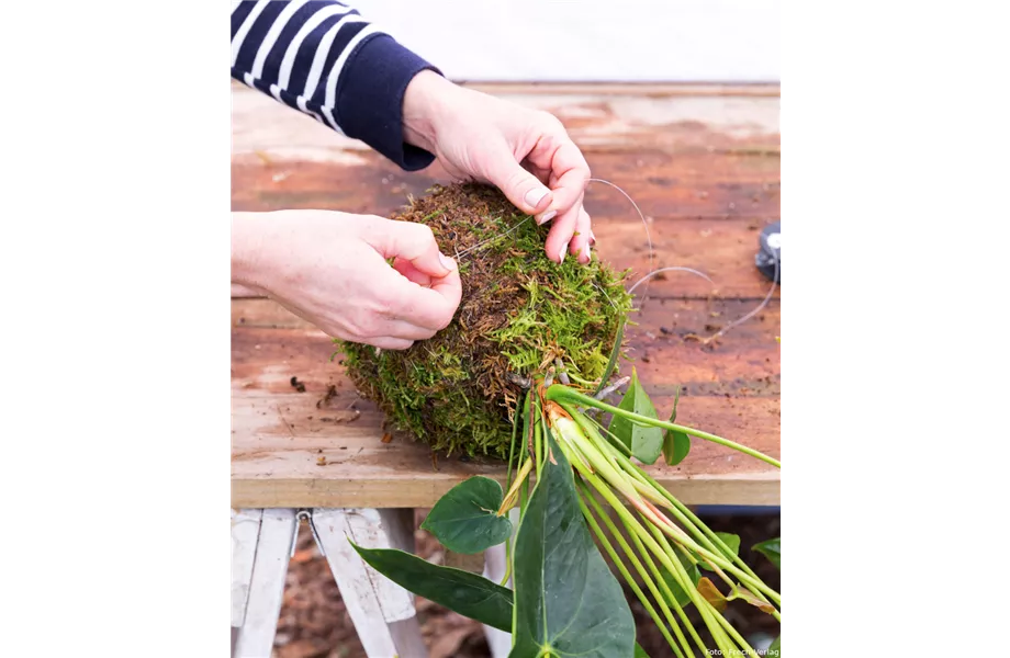 Kokedama