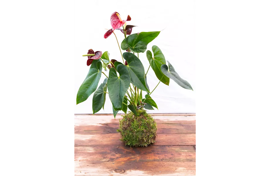 Kokedama