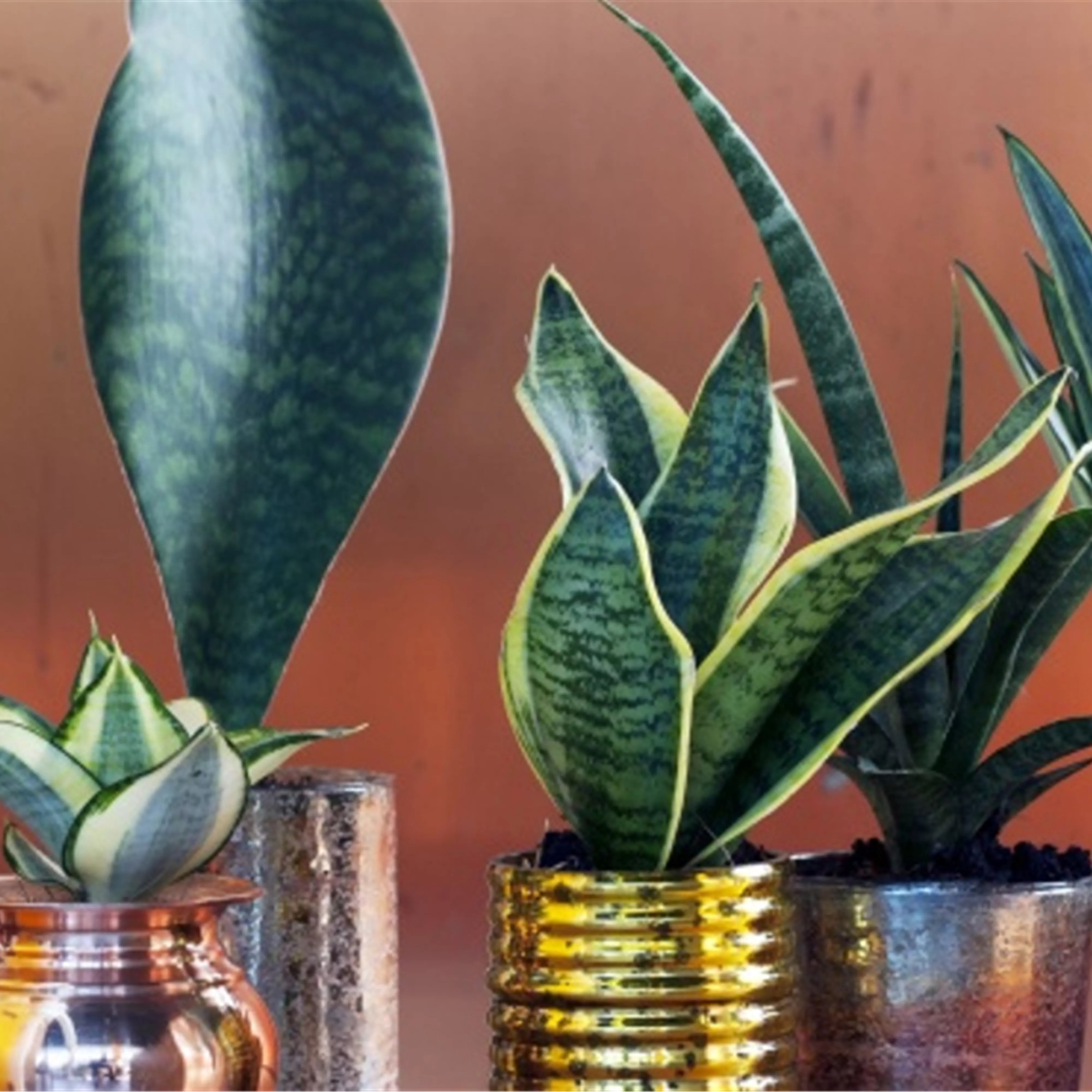 Pflanze des Monats August: Bogenhanf