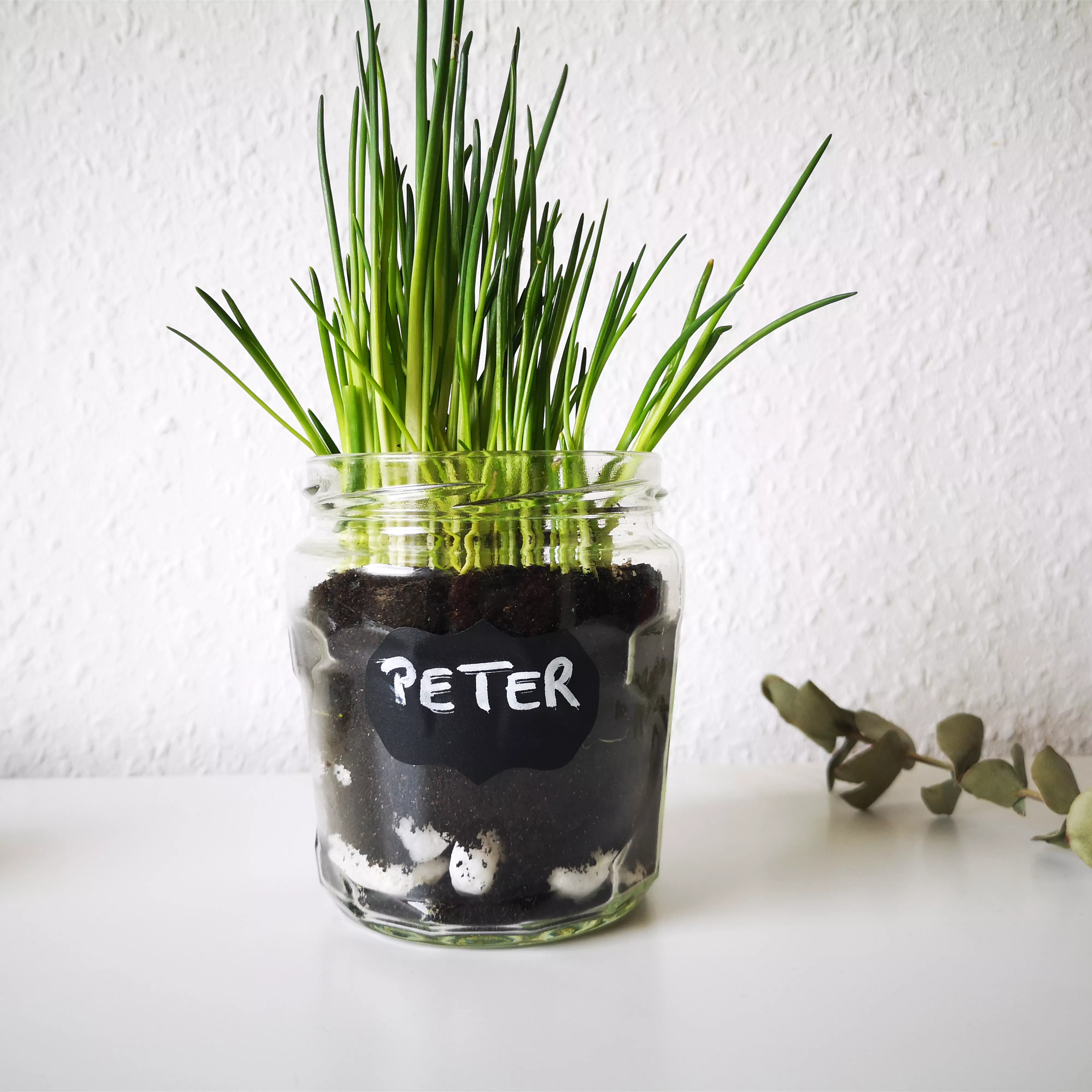 Küchenkräuter im Glas