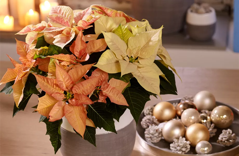 Weihnachtsstern