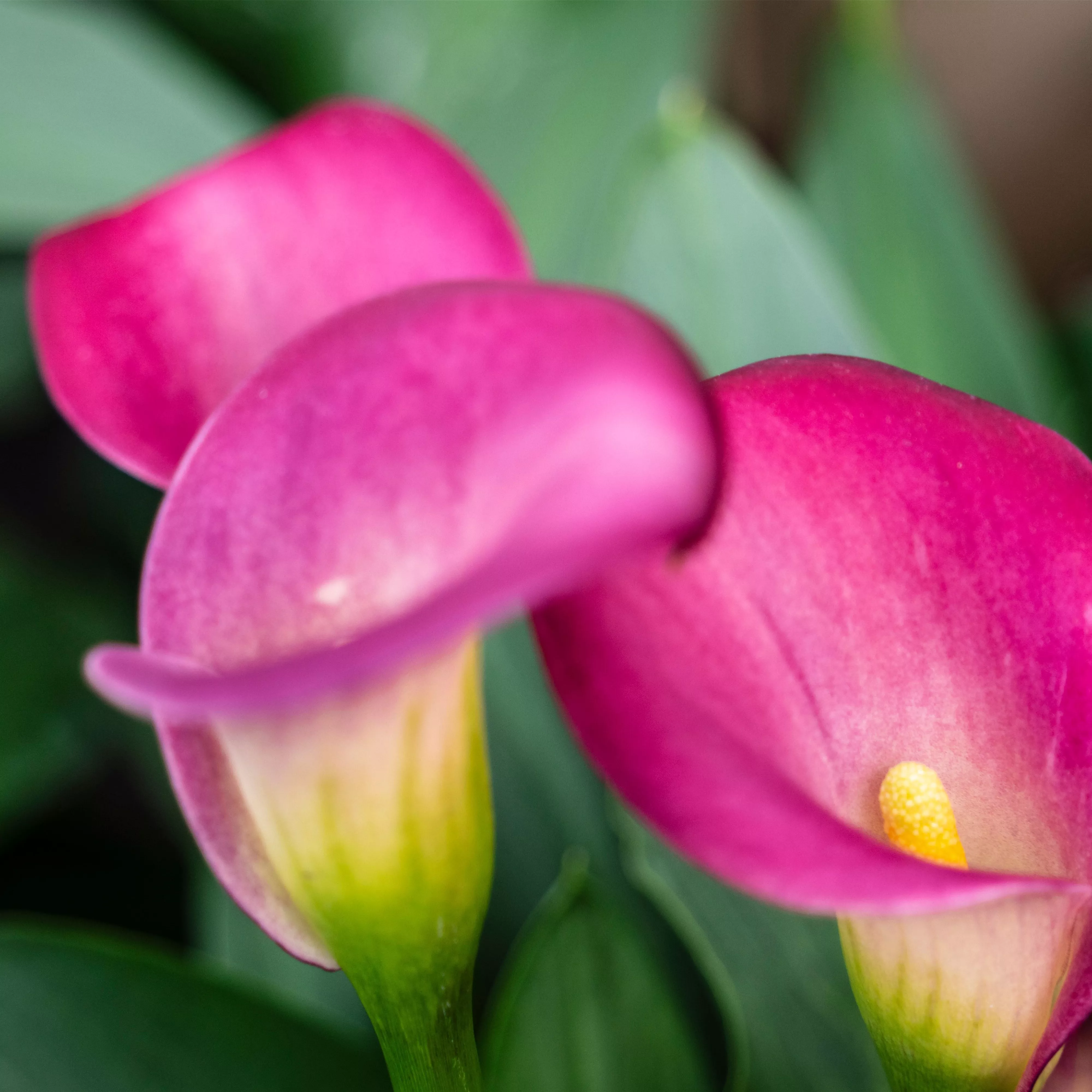 Pflanze des Monats Juni 2026: Calla