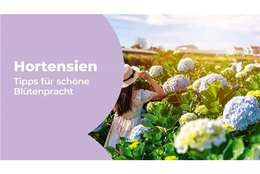 VKF_7-26_Hochbeet_MyShop_1920x1080px-1.jpg