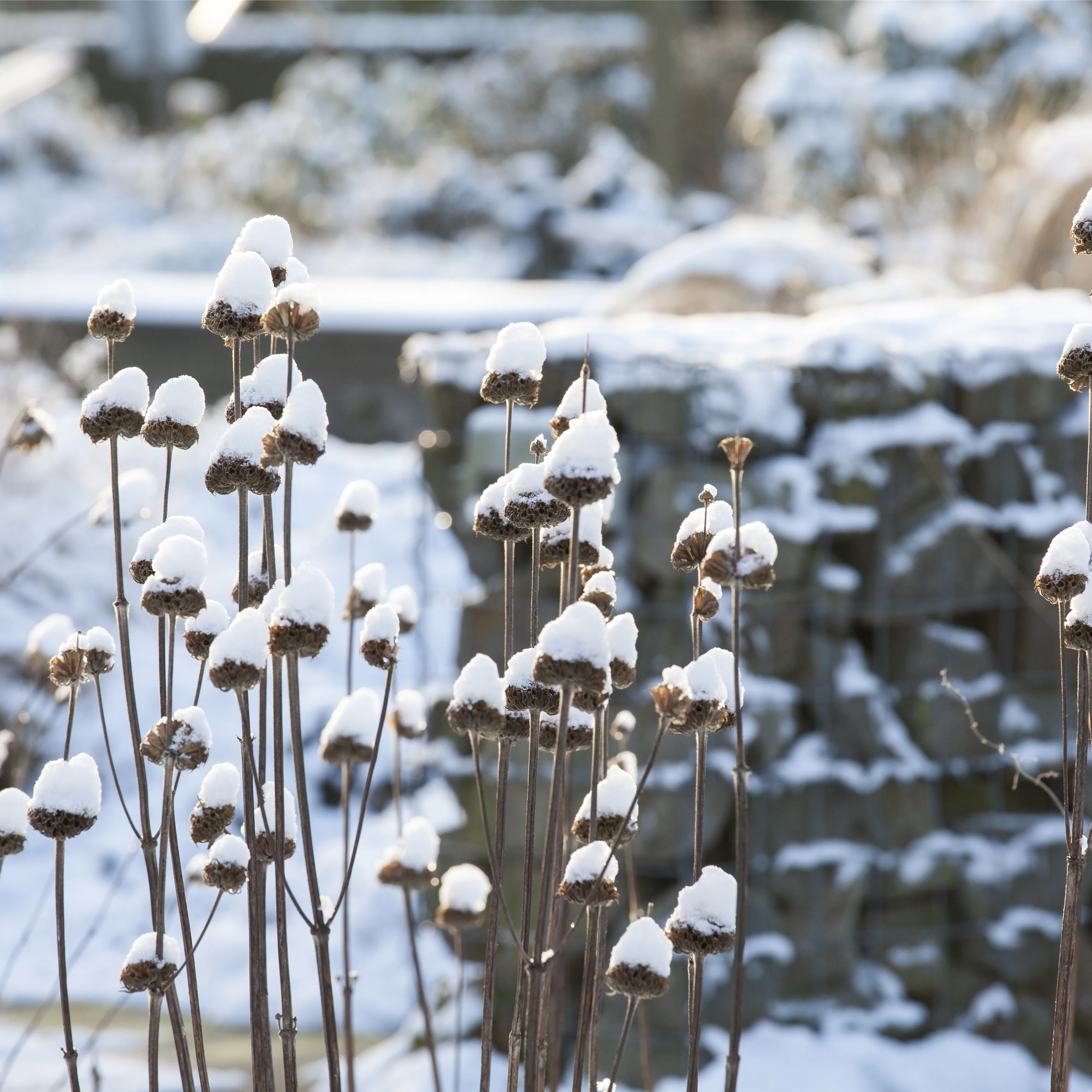 Stauden vor Frost schützen