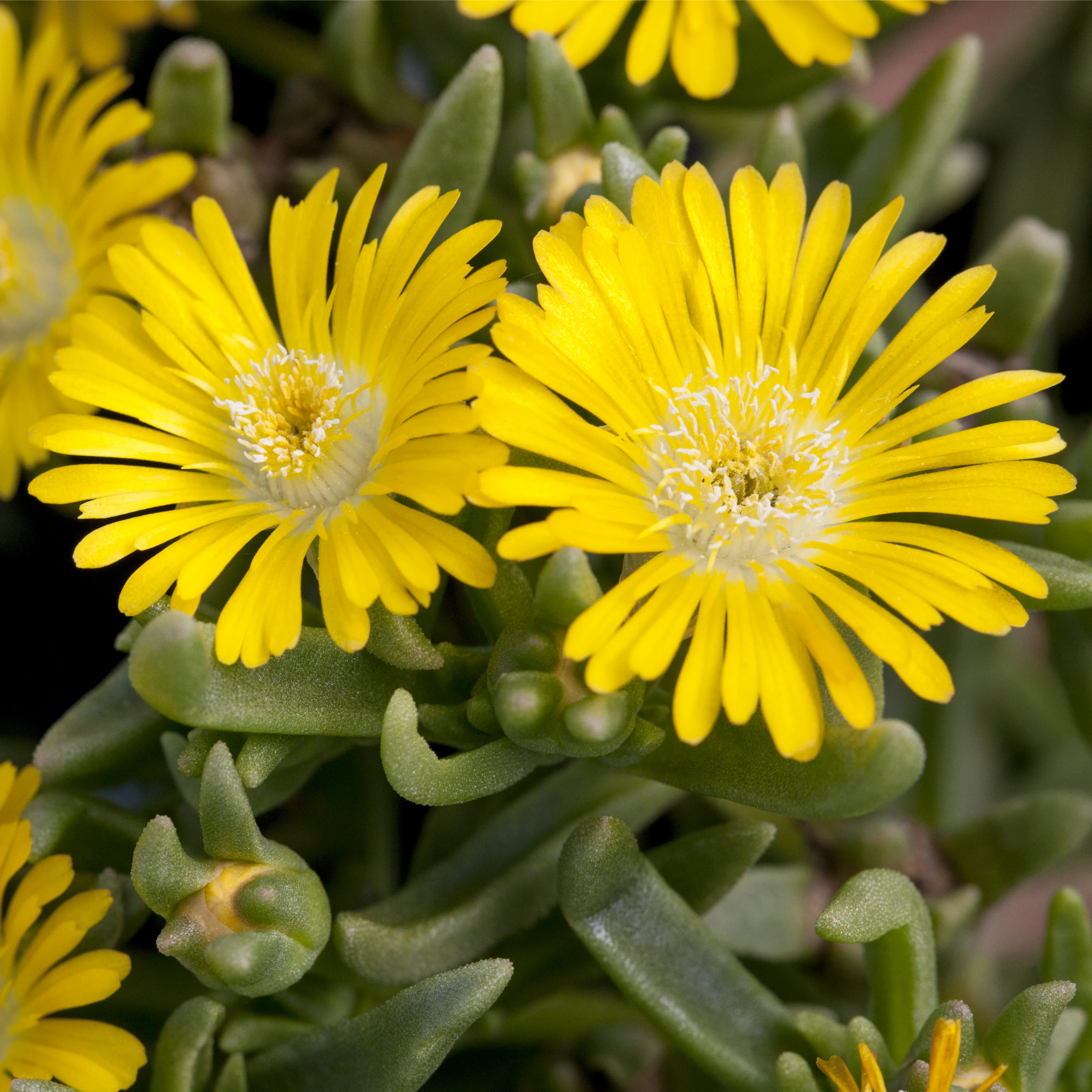 Winterharte Eisblumen für den Steingarten