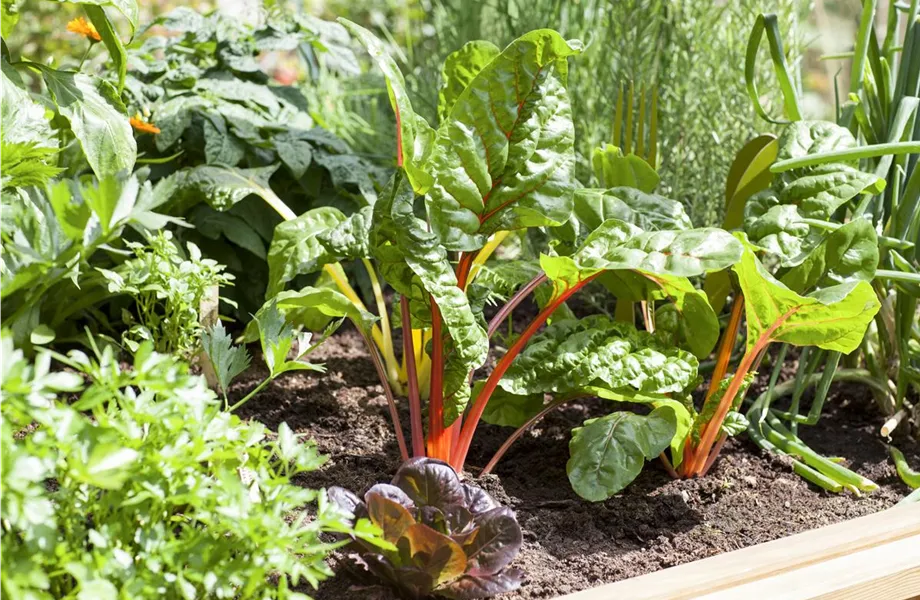 Das Blumenbeet: Blütenmeer im Garten