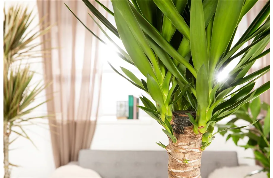 Pflanze des Monats Dezember 2026: Yucca