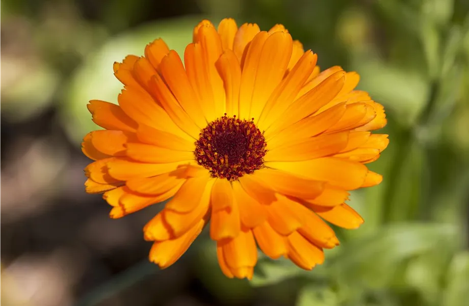 Sommerblumen
