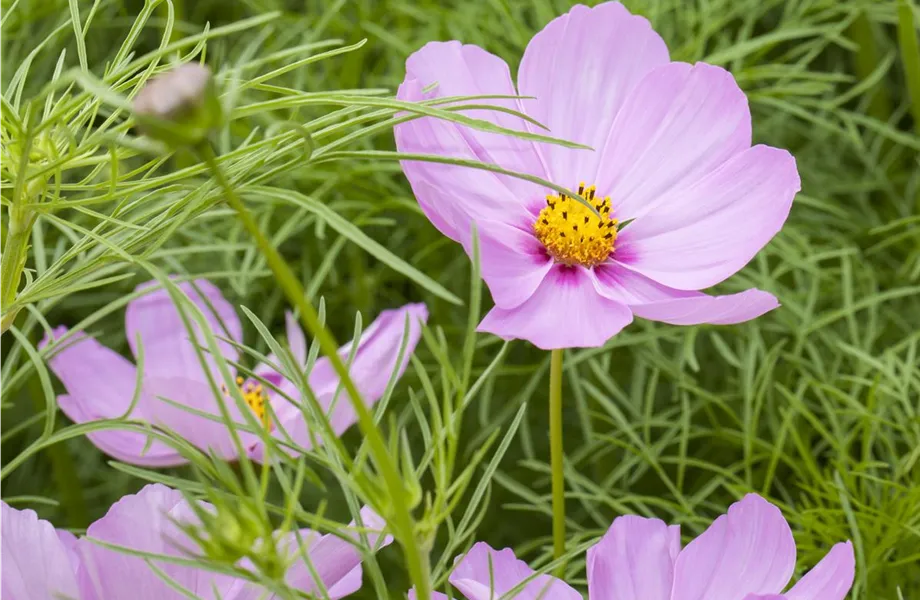 Sommerblumen