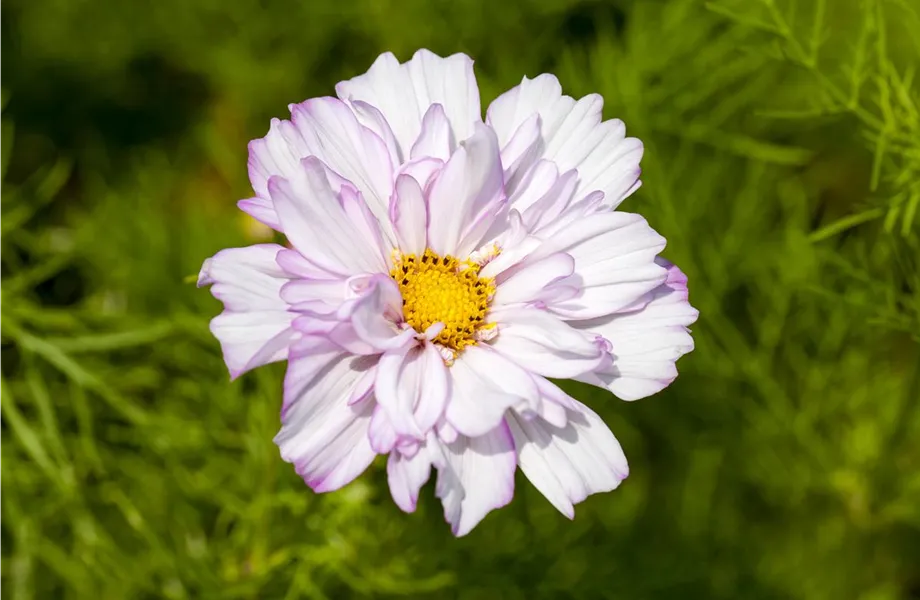 Sommerblumen