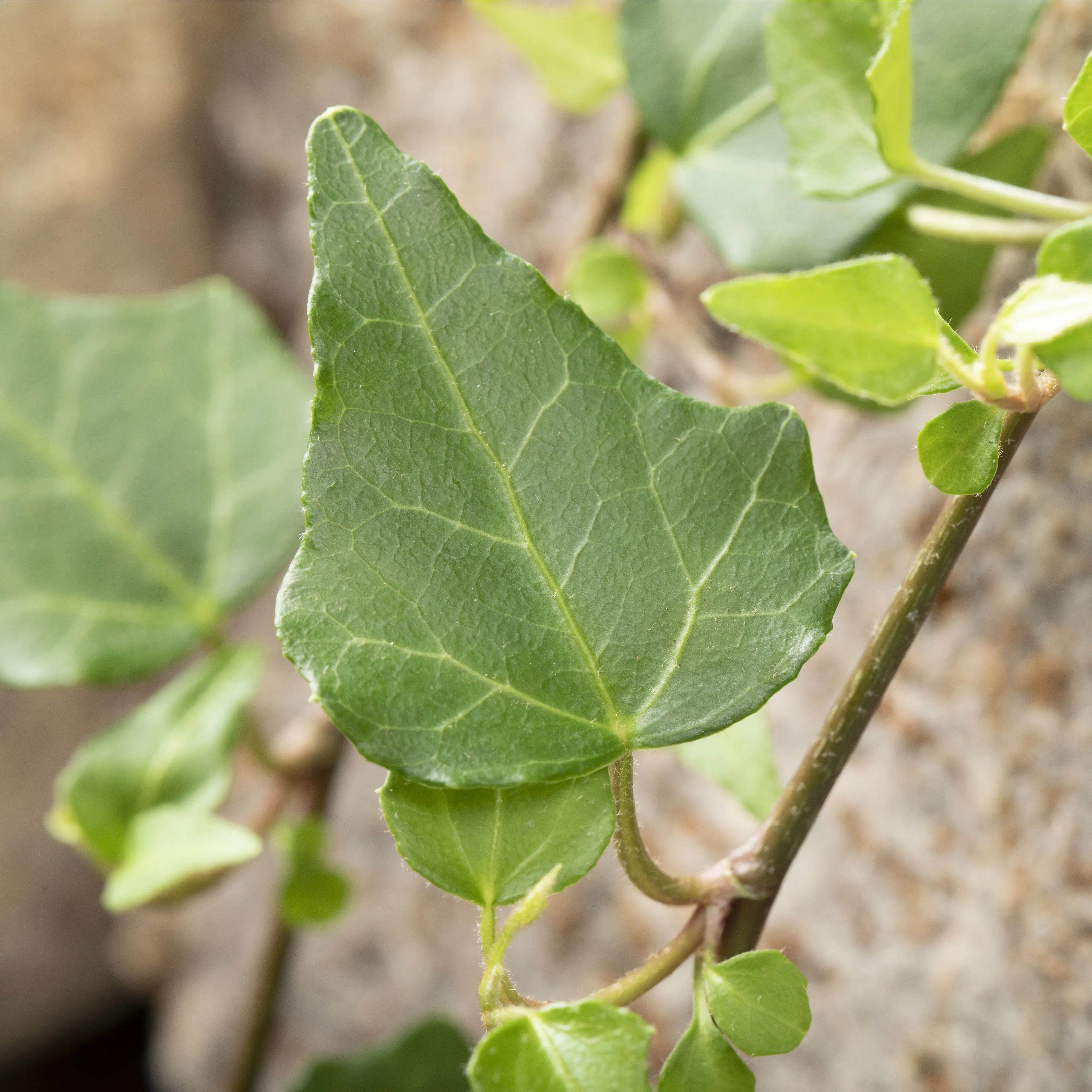 Kletter- und Schlingpflanzen für den Garten