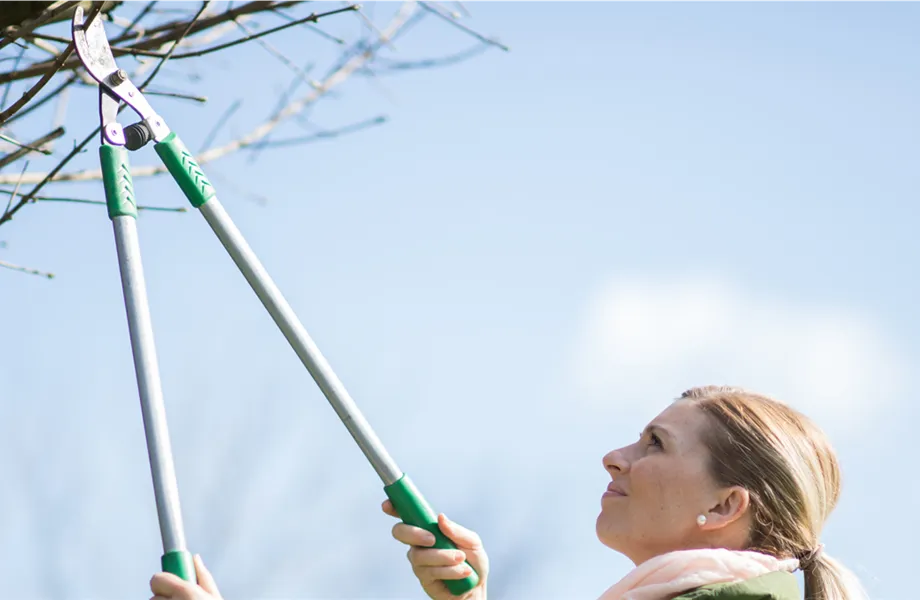 Gartentipps im November