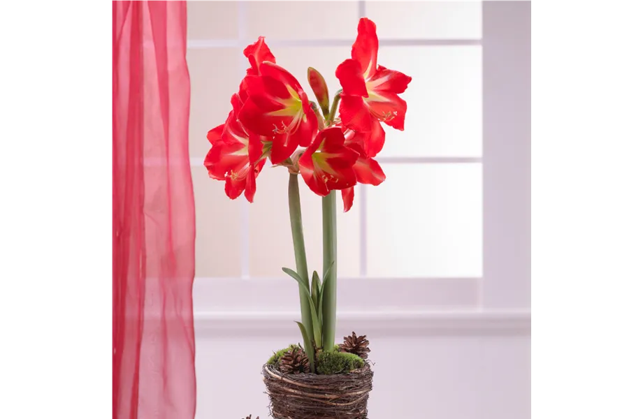 Stiel-Ikone Amaryllis