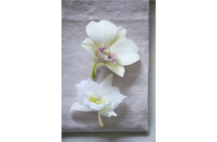 Pflanze des Monats März 2026: Dendrobium