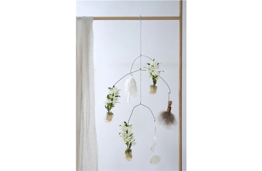 Pflanze des Monats März 2026: Dendrobium