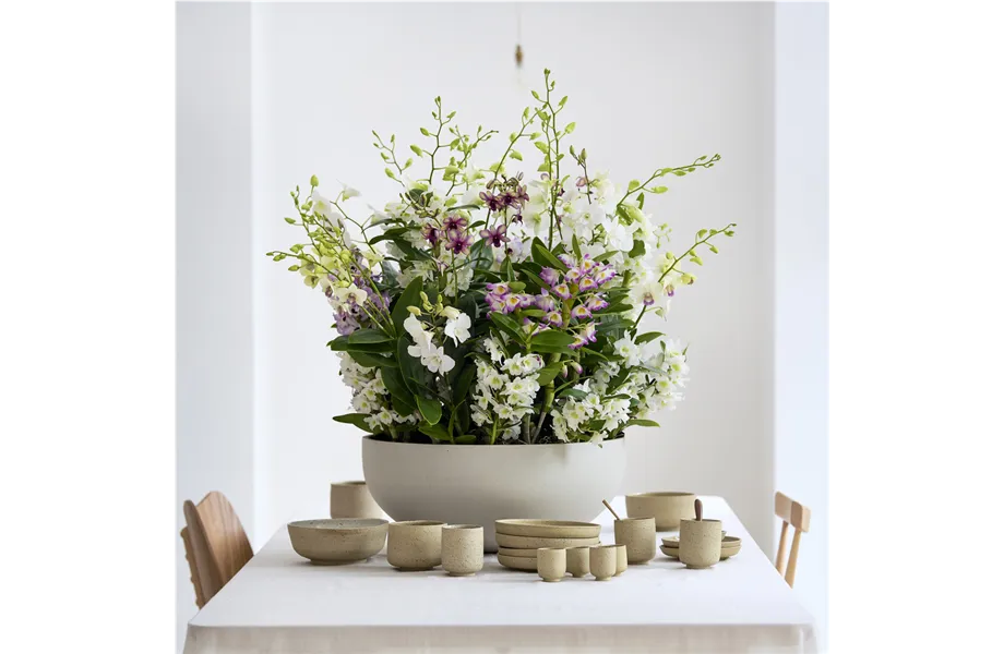 Pflanze des Monats März 2026: Dendrobium