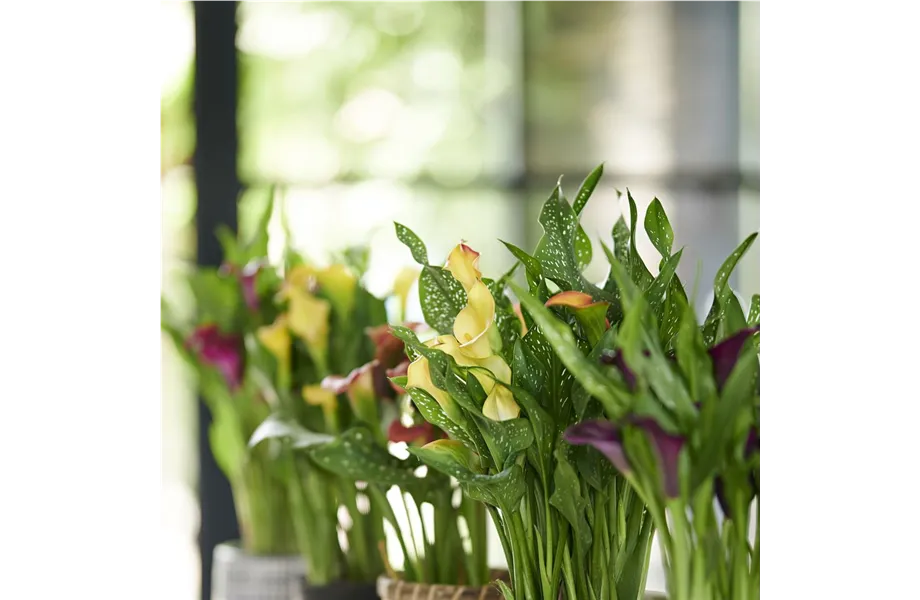 Pflanze des Monats Juni 2026: Calla