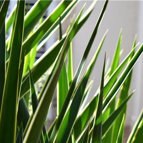 Pflanze des Monats Dezember 2026: Yucca