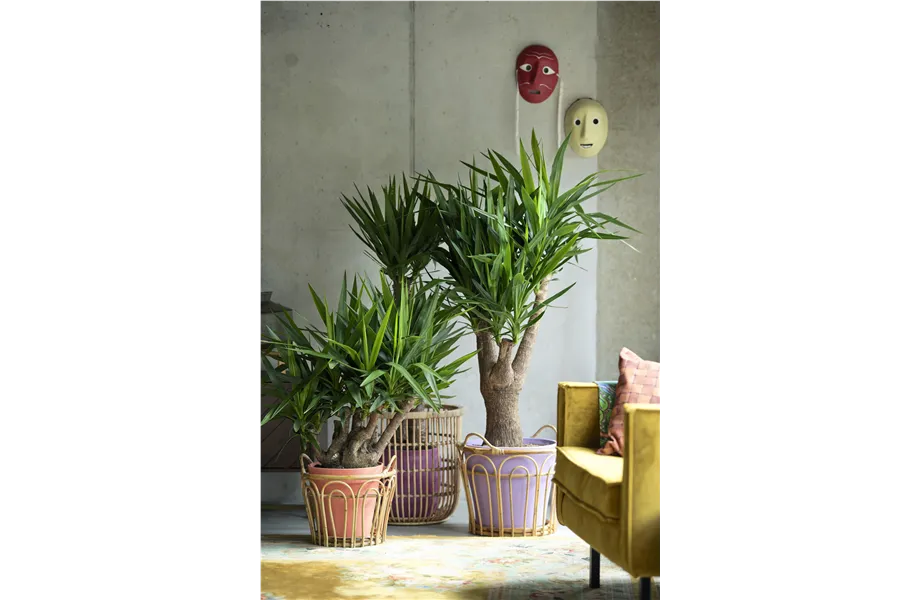 Pflanze des Monats Dezember 2026: Yucca