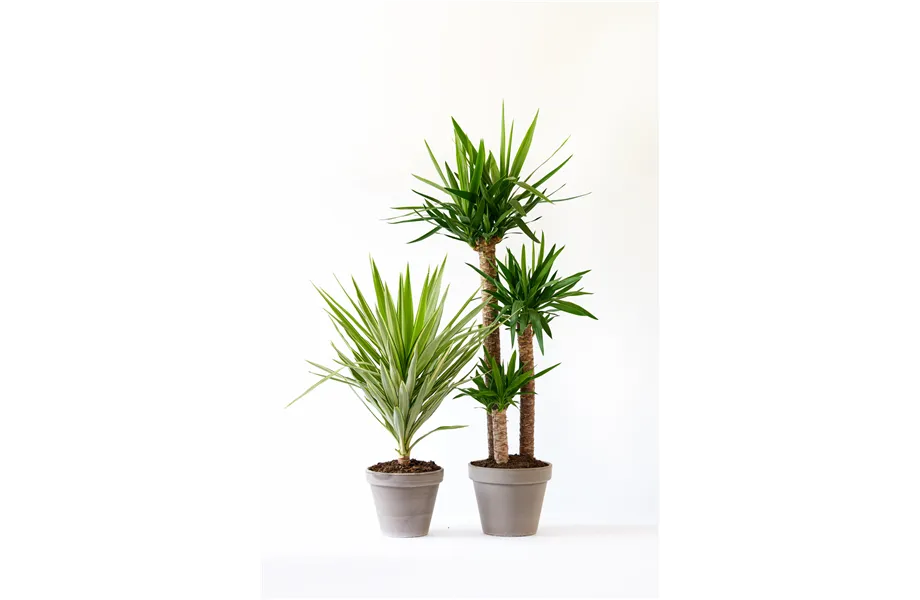 Pflanze des Monats Dezember 2026: Yucca
