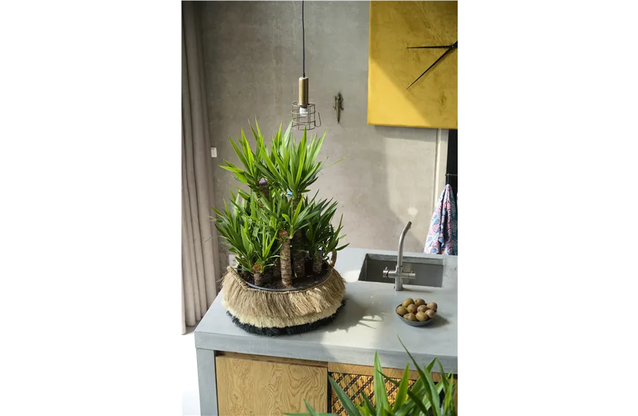 Pflanze des Monats Dezember 2026: Yucca
