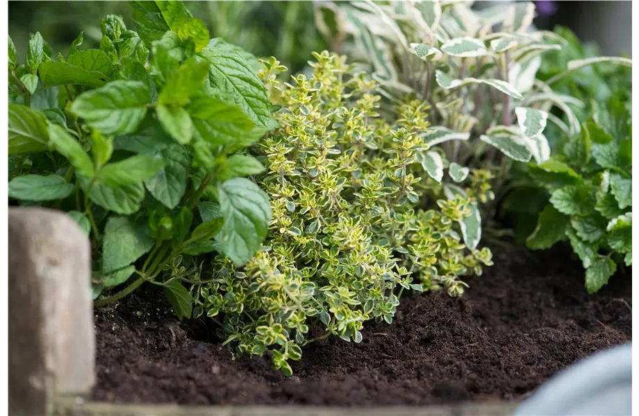 Frische Kräuter selbst anbauen
