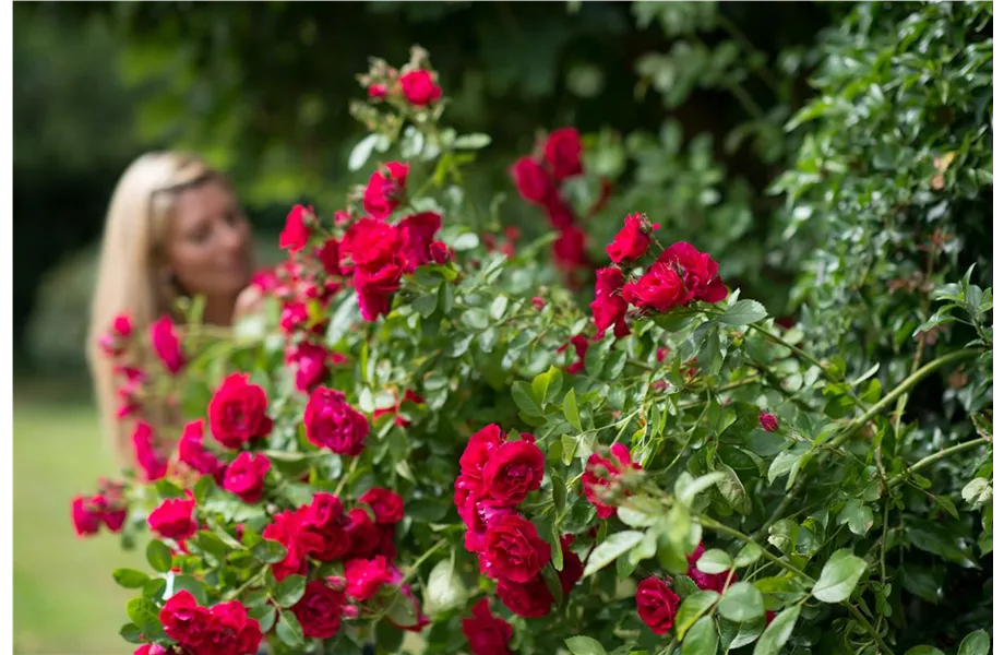 Insektenfreundliche Rosen und ihre Begleiter
