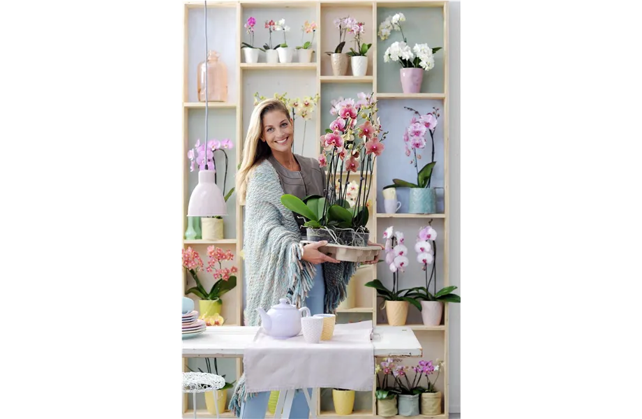 Pflanze des Monats Januar 2026: Phalaenopsis