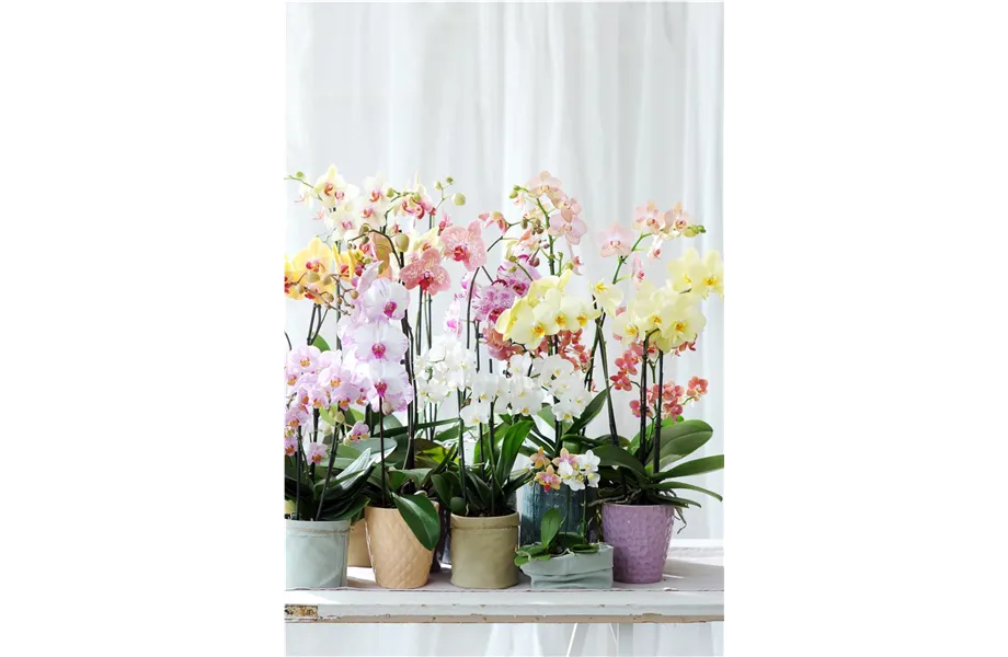 Pflanze des Monats Januar 2026: Phalaenopsis