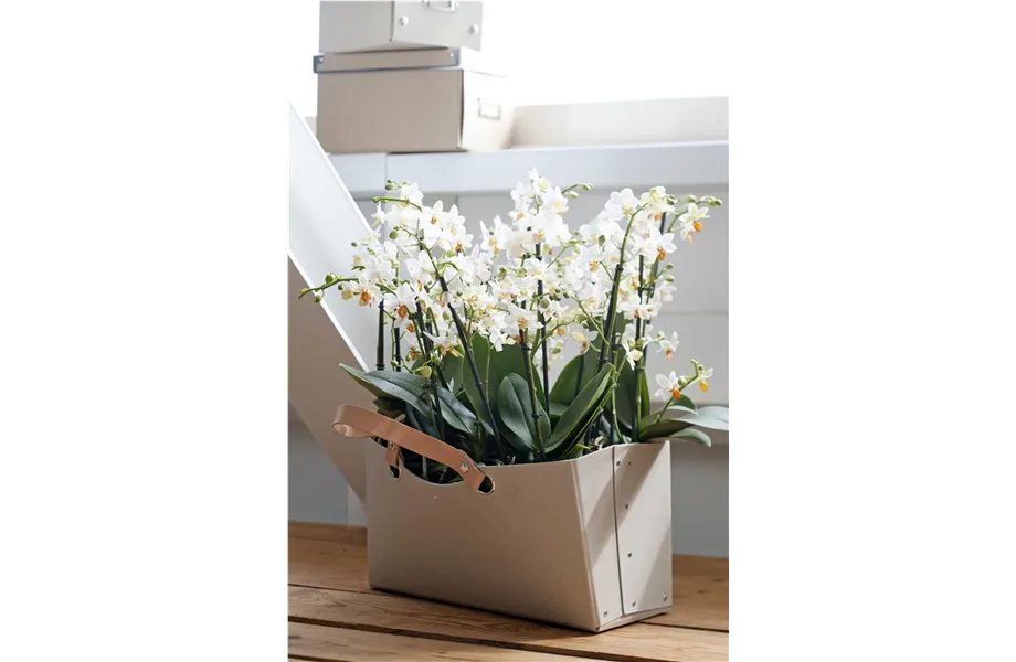 Pflanze des Monats Januar 2026: Phalaenopsis