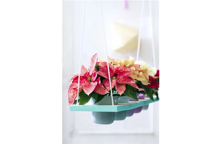 Pflanze des Monats November 2026: Poinsettie