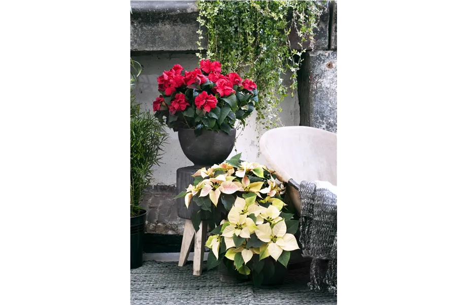 Pflanze des Monats November 2026: Poinsettie