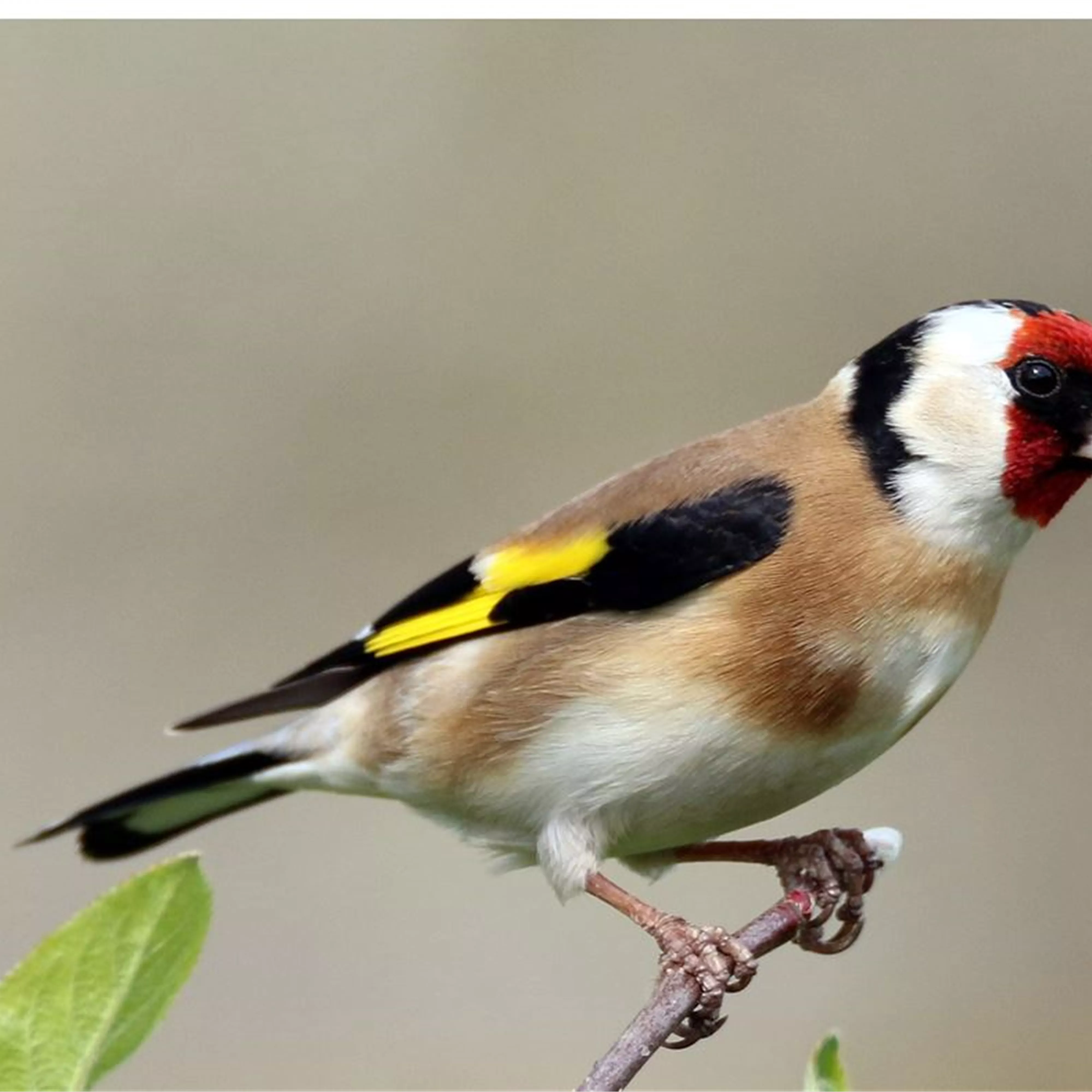 Stieglitz - Das Gartentier des Jahres