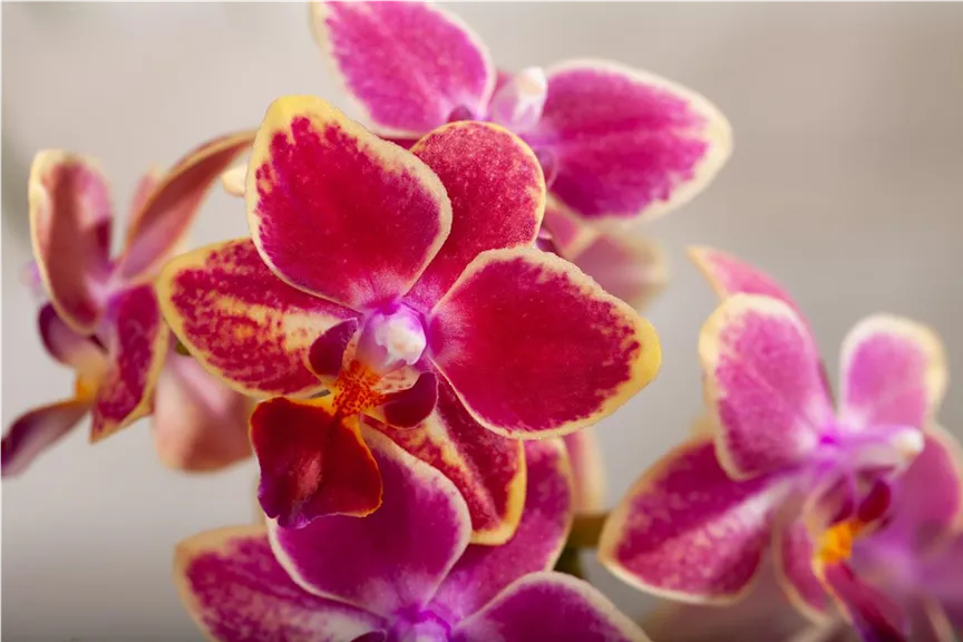 Phalaenopsis multiflora